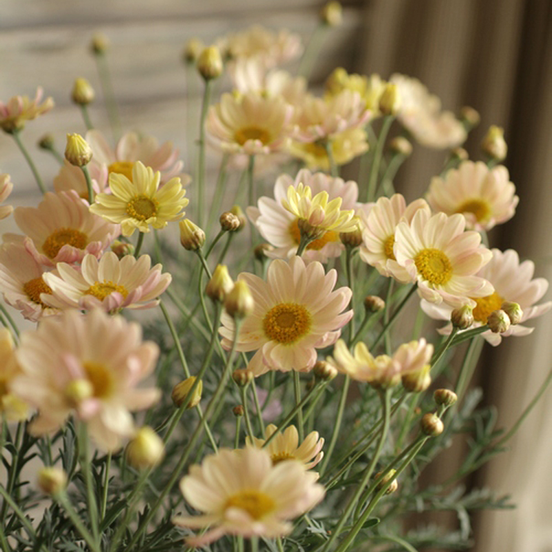 玛格丽特_新品冬季玛格丽特春之花束花苗多年生耐寒雏菊阳台开花爆花