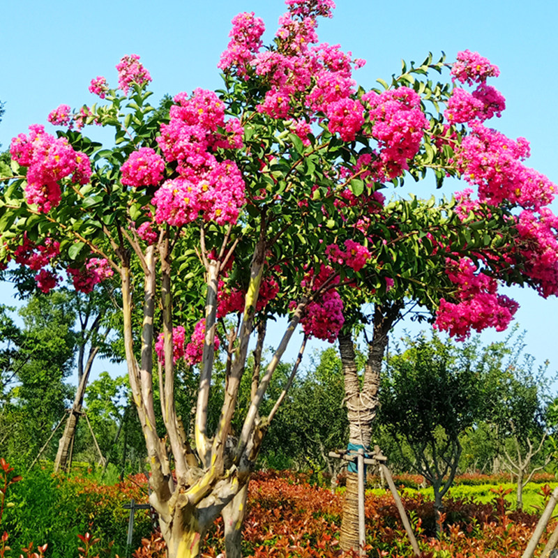 丛生紫薇花瓶树苗苗高杆原生百日红小区工程园林庭院绿化别墅苗木