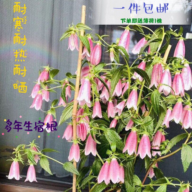 紫斑风铃草卢布 日本重瓣风铃草红衣 宿根多年生耐阴耐寒耐热耐晒
