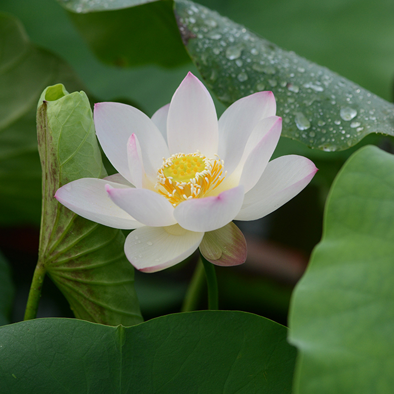 【白衣仙子1点绛唇】碗莲乌托邦种藕-中小微周劲松处引种水生荷花