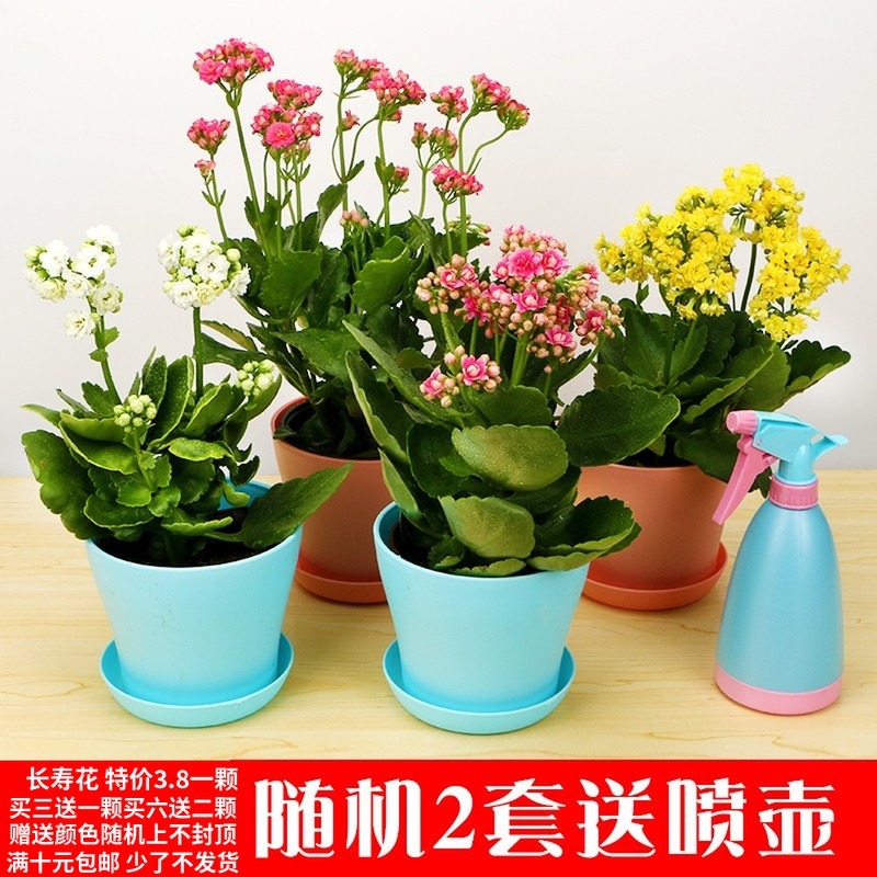 长寿花带花苞盆栽重瓣绿巴黎花苗多肉植物花卉吸甲醛四季开花包邮在类目 鲜花速递/花卉仿真/绿植园艺, 花卉/绿植盆栽(新), 花卉中 - 来自Buy2taobao.com提供专业的淘宝代购服务