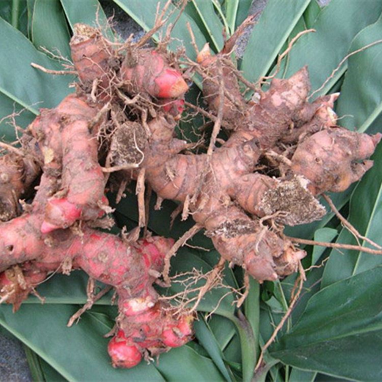 山姜头500g新鲜野生现挖箭杆风 九姜连 九龙盘 鸡爪莲 芦苇姜顺丰