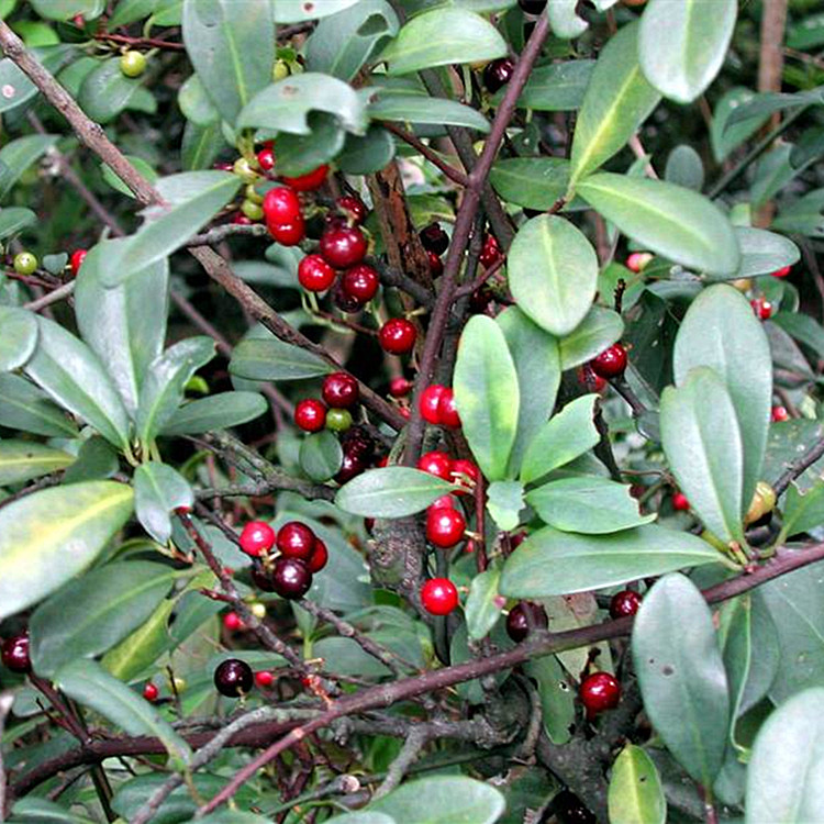 酸果藤白花酸果藤根头山盐酸鸡酸醋藤入地龙信筒子咸酸果