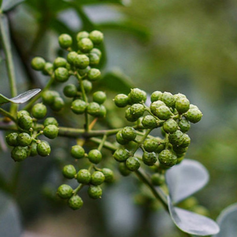九叶青花椒树盆栽花椒苗地栽大苗食用花椒菜园南北方种植当年结果