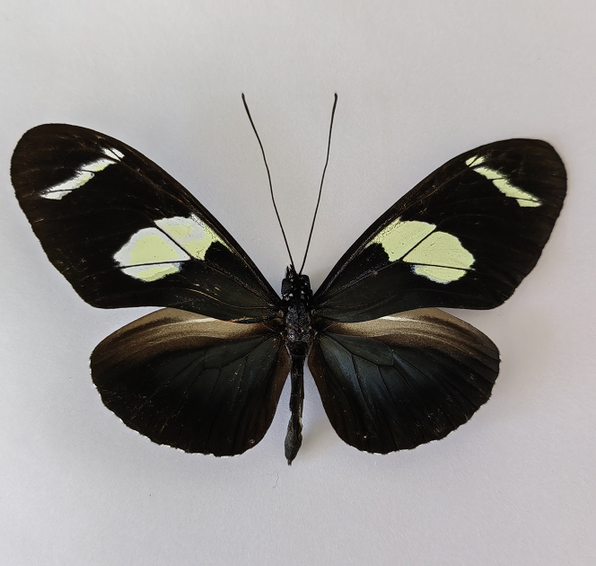 华莱士袖蝶heliconius wallace原蝶标本