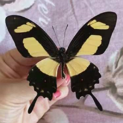 芷蝶优惠专场,最新打折特卖商品,淘宝天猫优惠券领取-35优惠券网站