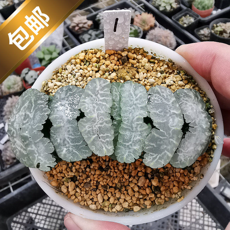 5cm虞姬玉扇一物一拍带盆发货株型周正根系好品相佳十二卷多肉-mc母婴