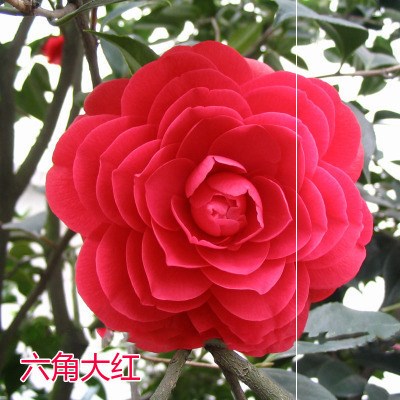 一折茶花恨天高