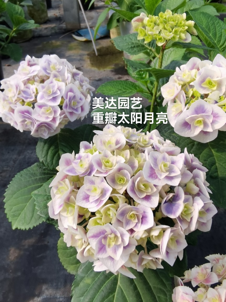 重瓣太阳月亮 镜花水月进口绣球新品花苗阳台庭院植物花卉小苗