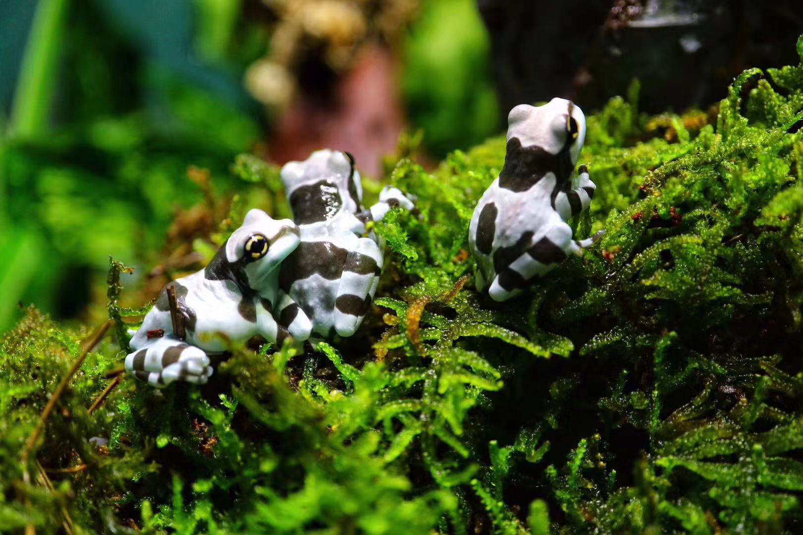 牛奶树蛙-特价促销-优惠券领取-价格|多少钱|什么牌子好-35优惠券网站