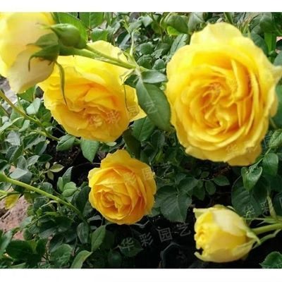 《花海的约定》 阳光海滩微型浓香月季 永远系列月季庭院推荐花苗