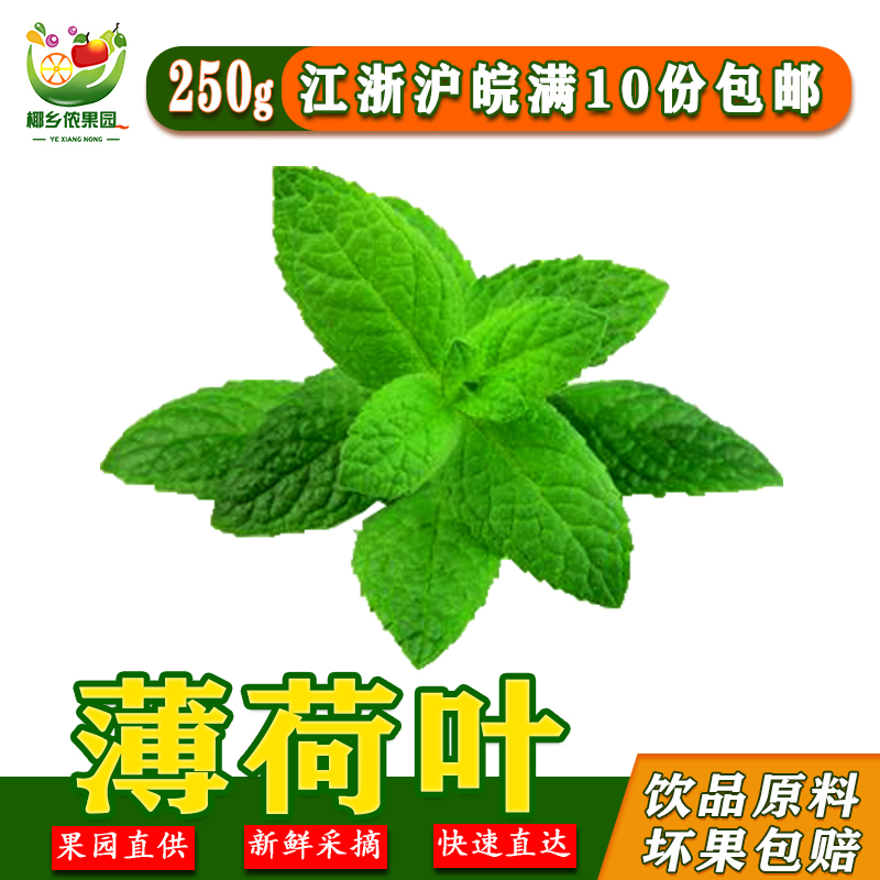 新鲜薄荷叶250g 莫吉托调酒食用 泡水 江浙沪皖10件包邮|ruв категории водной мясо/свежие фрукты и овощи/еда, свежие овощи/овощной продукции, чистые овощи - от Buy2taobao.com для оказания профессиональной услуги покупки агента Taobao