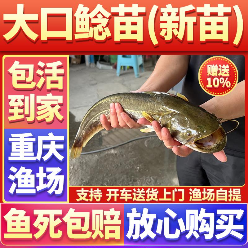 南方大口鲶鱼苗淡水养殖食用本地塘鲺塘角鱼埃及土胡子批活鱼苗发