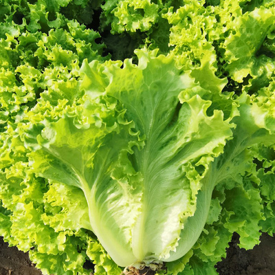 意大利生菜种子大速生菜种籽大全阳台四季播种庭院种植蔬菜种子孑