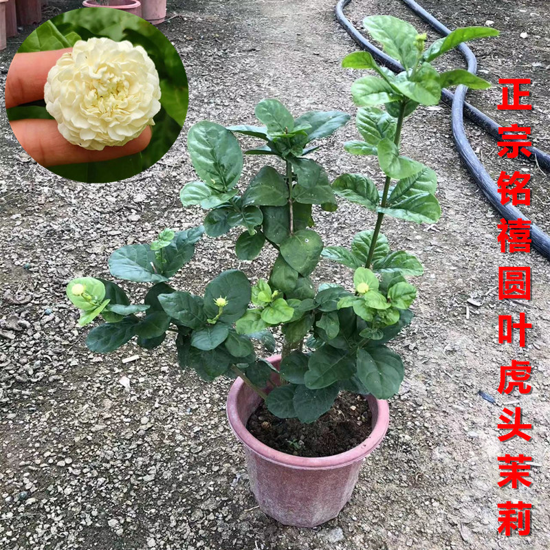 正宗铭禧圆叶虎头茉莉花苗铭禧重瓣大花狮头茉莉盆栽花卉芳香浓郁