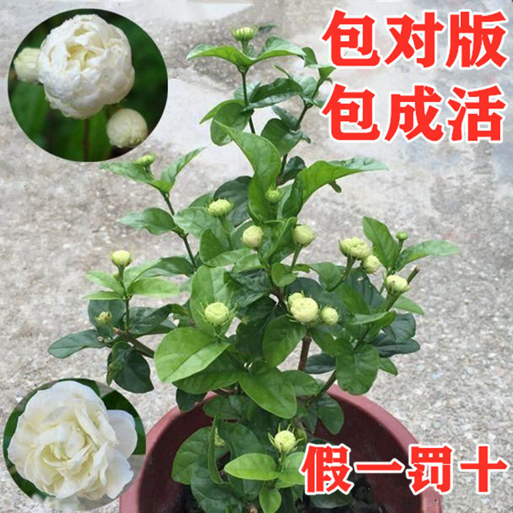 正宗三叶轮生虎头茉莉重瓣狮头茉莉阳台庭院盆栽芳香浓郁花期长