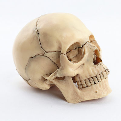 儿童其他模型玩具头骨当前网购流行产品