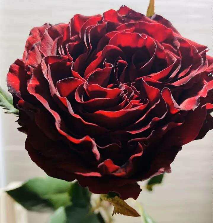 云南昆明鲜花基地直发aa级玫瑰稀有品种进口鲜花直播链接空运包邮