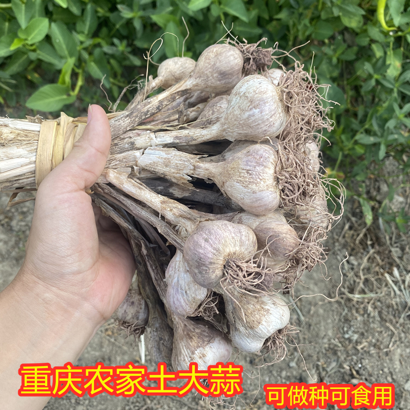 重庆农家干大蒜头小香蒜三月蒜土大蒜自留种可种可吃