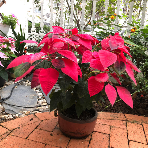 万年红盆栽室内客厅办公室桌面小绿植花卉一品红圣诞花四季植物