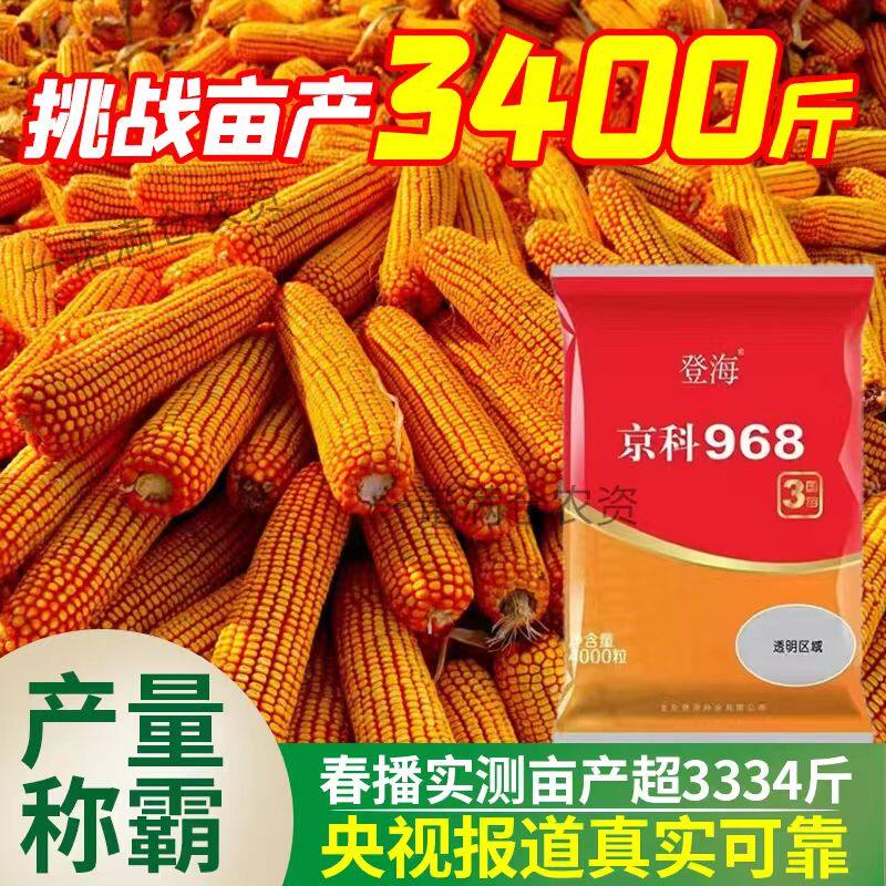 登海京科968高产矮杆玉米种子黄金粮抗病抗虫云贵川抗旱耐涝