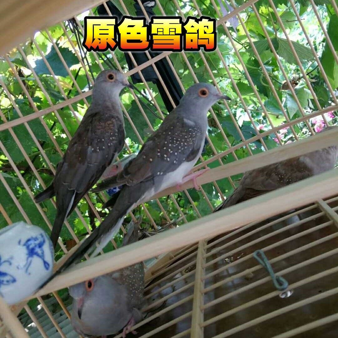 热销珍珠鸟活体_观赏鸽原色雪鸽活体蓝白尾雪鸽珍珠鸽宠物鸟魔术鸽