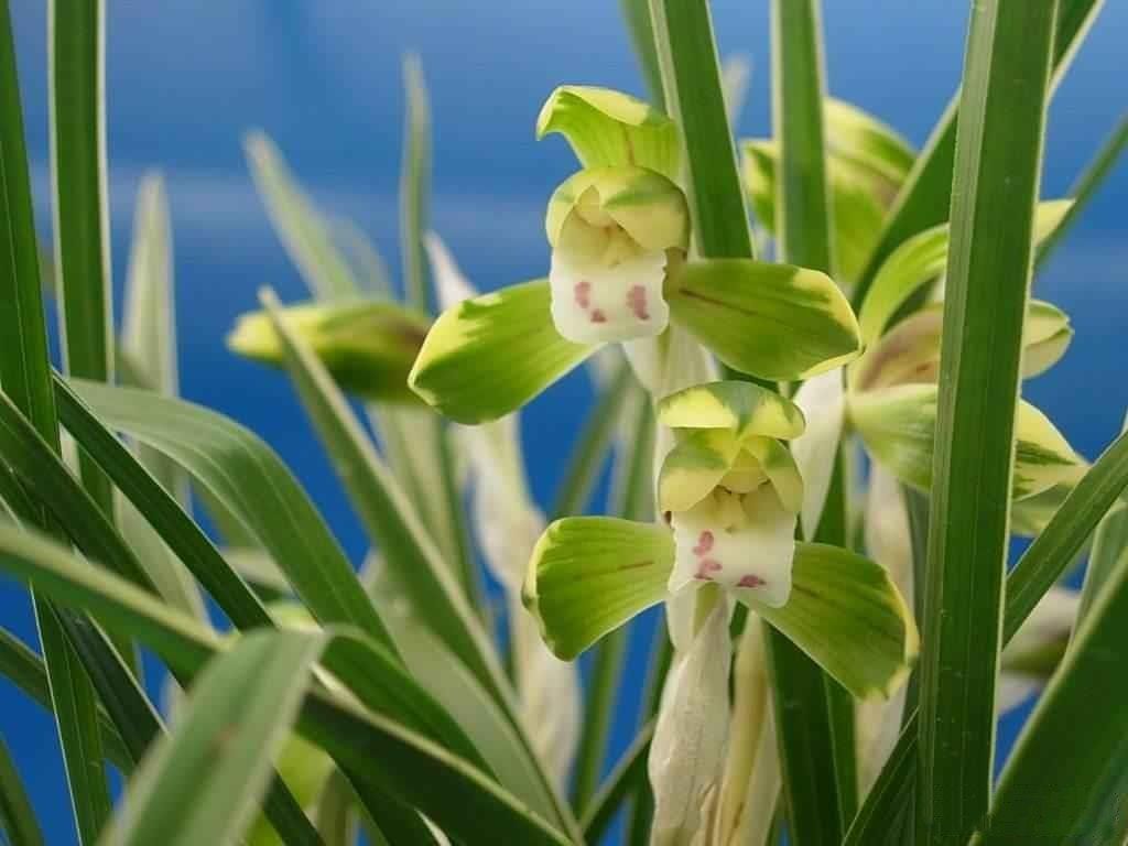 春兰艺草雪山天草复轮花兰花苗室内阳台盆栽植物浓香观花兰草包邮