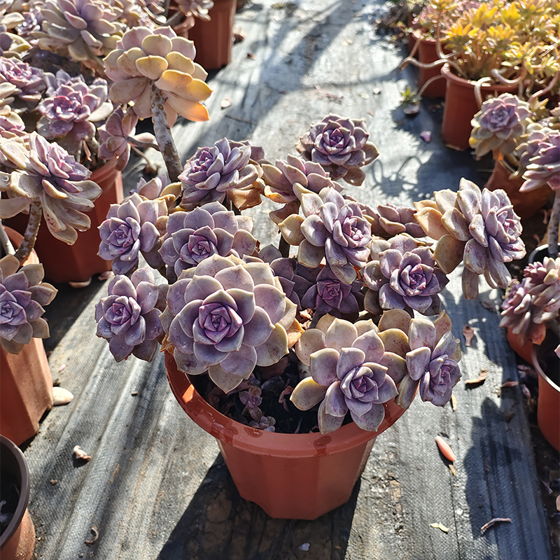 紫乐老妖桩露养精品多肉植物云南基地直发造型装饰花园布景包邮