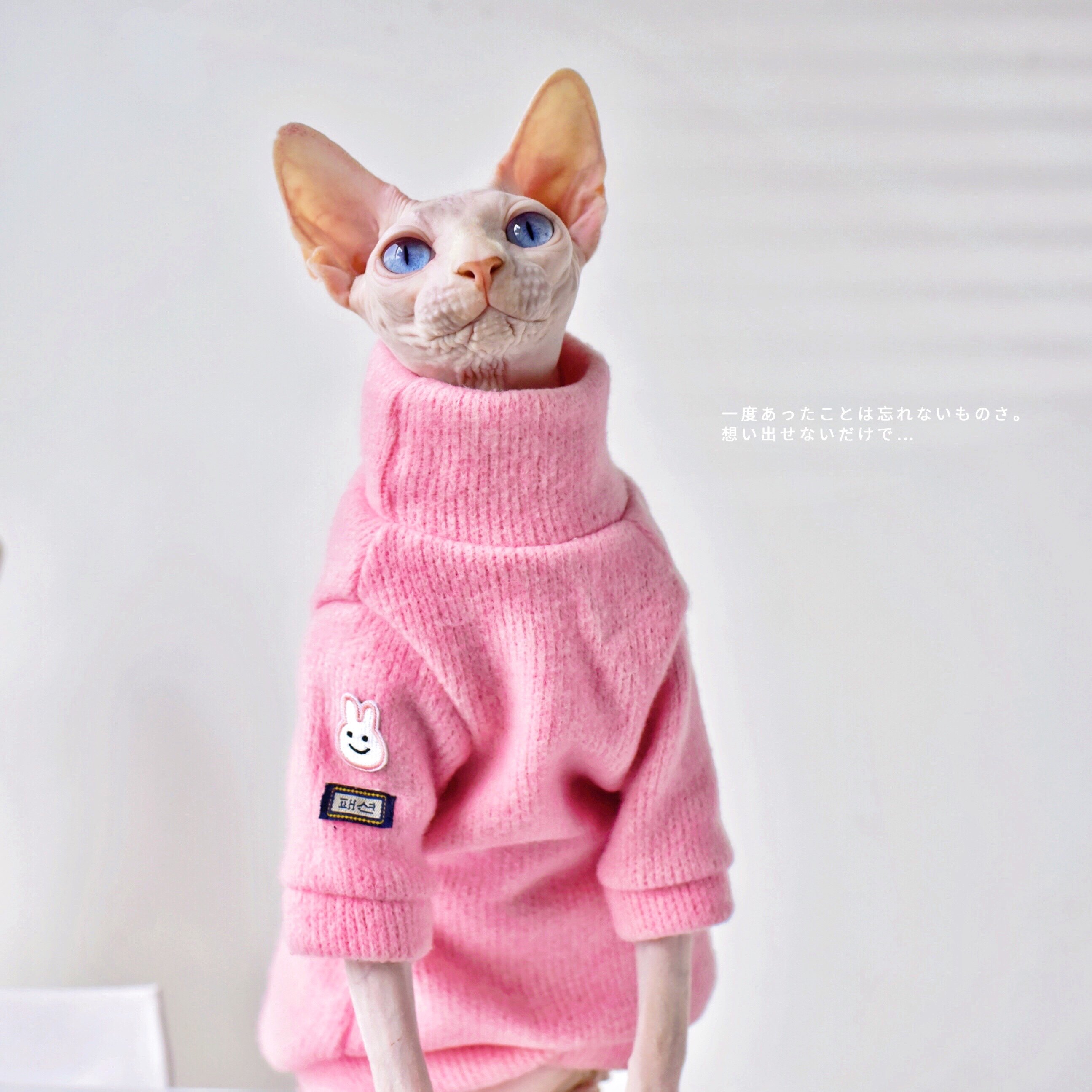 yh-极简设计ins日常毛衣/冬天加厚保暖永禾斯芬克斯无毛猫衣服