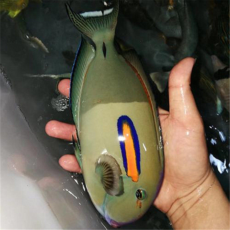 渔场【广州骏升】海水鱼-观赏鱼-海水 小丑鱼-一字吊