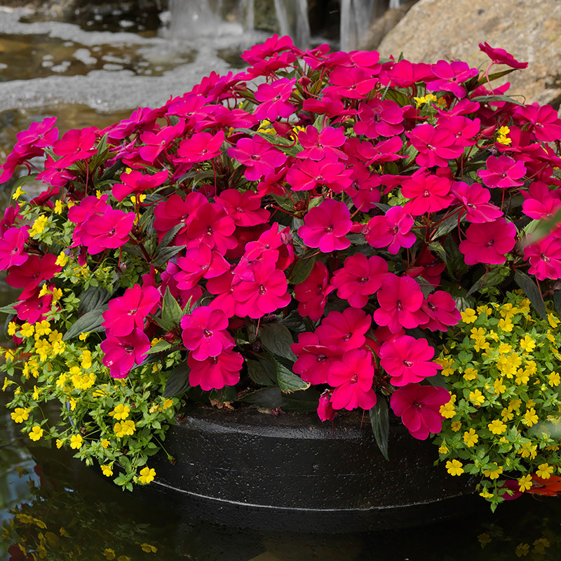 虹越桑蓓斯超级凤仙花阳台庭院爆花植物盆栽花期长养护简单