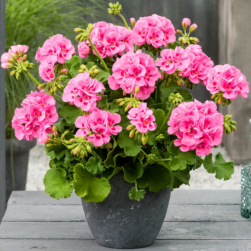 天竺葵盆栽爆盆花期长阳台庭院草花花卉庭院阳台开花不断盆栽