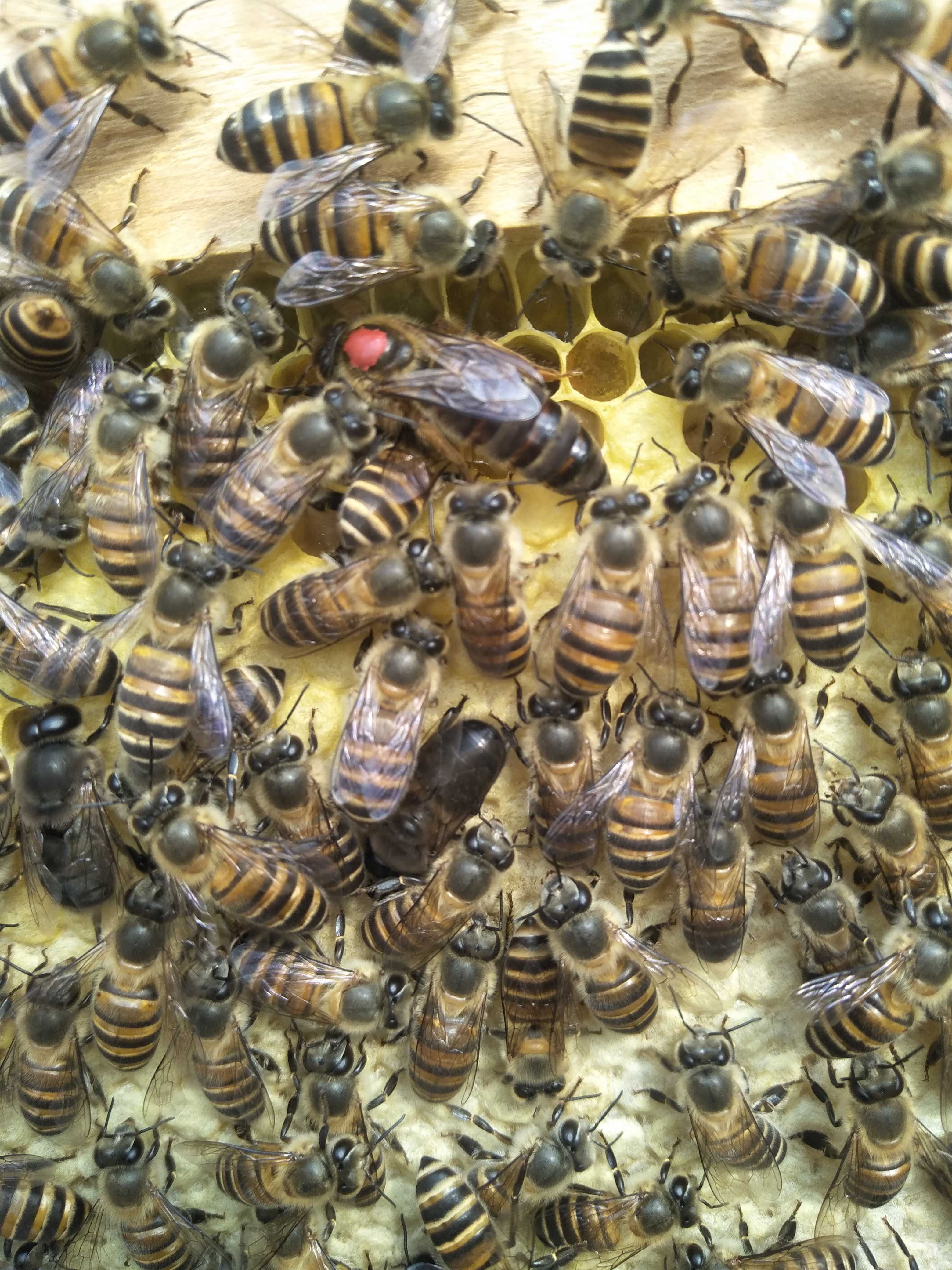 中蜂老王中蜂蜂王老王产卵王生产王土蜂王包邮特价野生蜂王