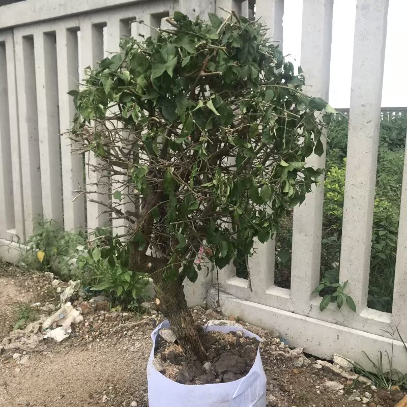 Spherical Trees Purple Bougainvillea Climbing tree The two season Bloom Survivein the Flower delivery/Flowers simulation/Plants gardening , Flowers/Potted plants (New) , Plants category - from Buy2taobao.com to provide professional Taobao agent buy service