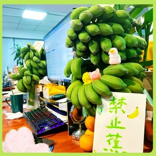 禁止不焦虑办公室桌面水培盆栽绿植香蕉绿水果一整株可食用送卡片