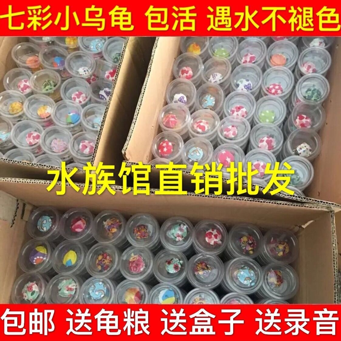 七彩小乌龟网红宠物龟活体卡通可爱巴