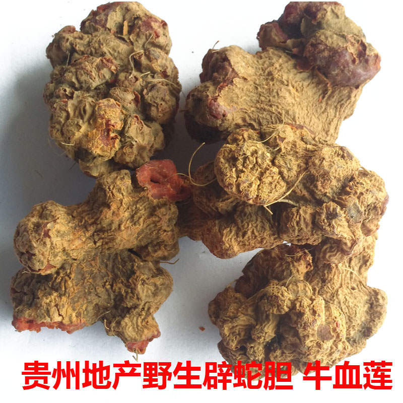 贵州省中草药野生白蛇胆避蛇生朱砂莲雷见怕牛血莲躲生蛇250g包邮