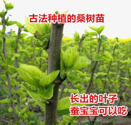 易活蚕宝宝桑树苗 长新鲜桑叶 桑葚可食用 嫁接桑椹树省事可盆栽