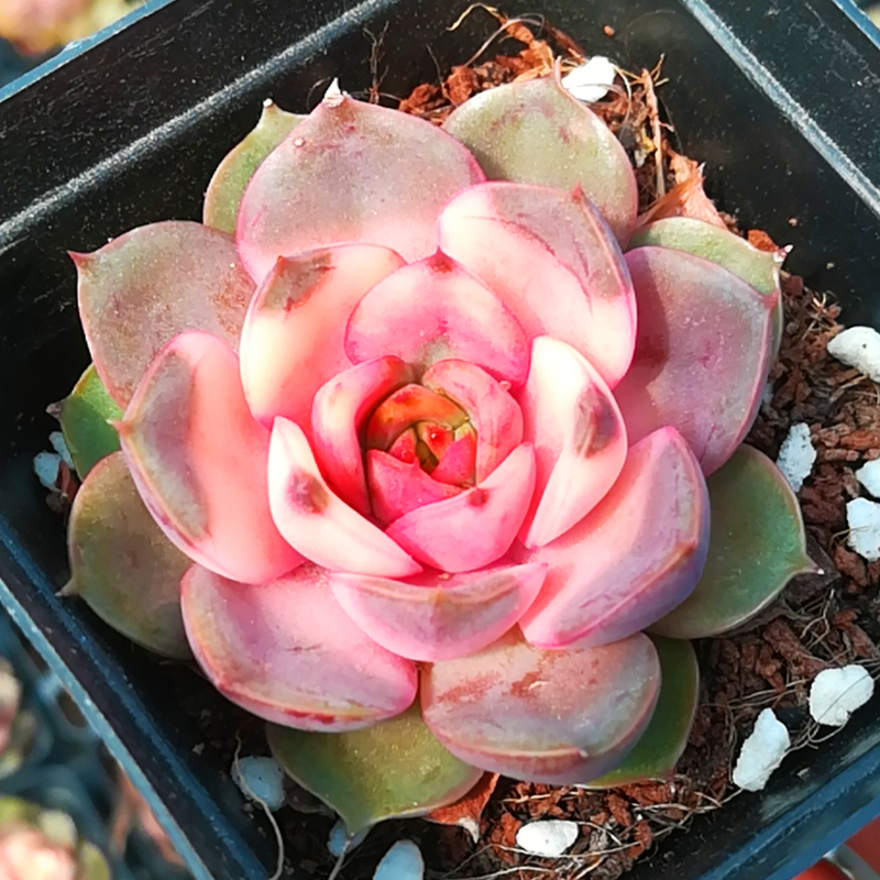 多肉植物彩色玫瑰夫人浪漫云南新款稀有组合多肉植物