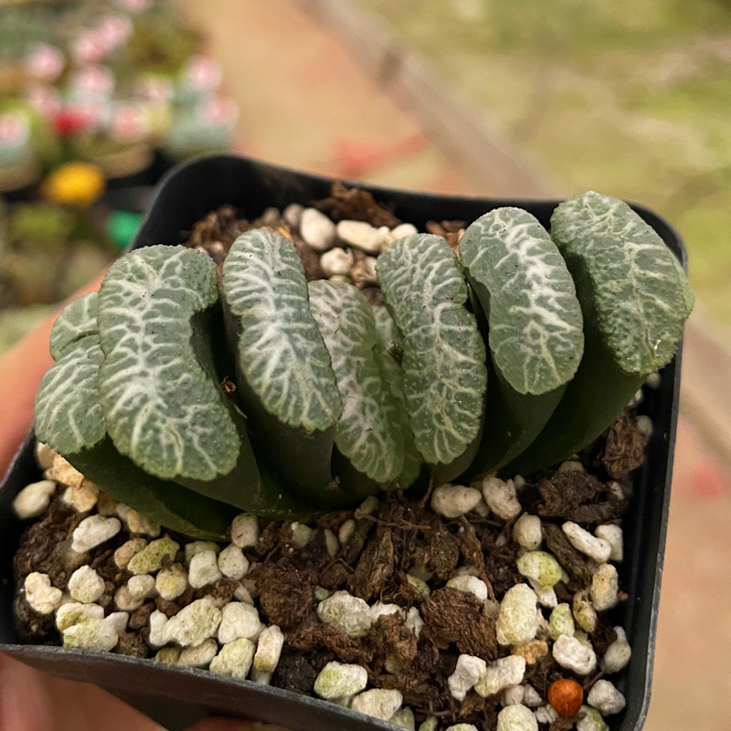 多肉植物虞姬玉扇瓦苇属玉露十二卷云南新款稀有贵货组合盆栽萌肉