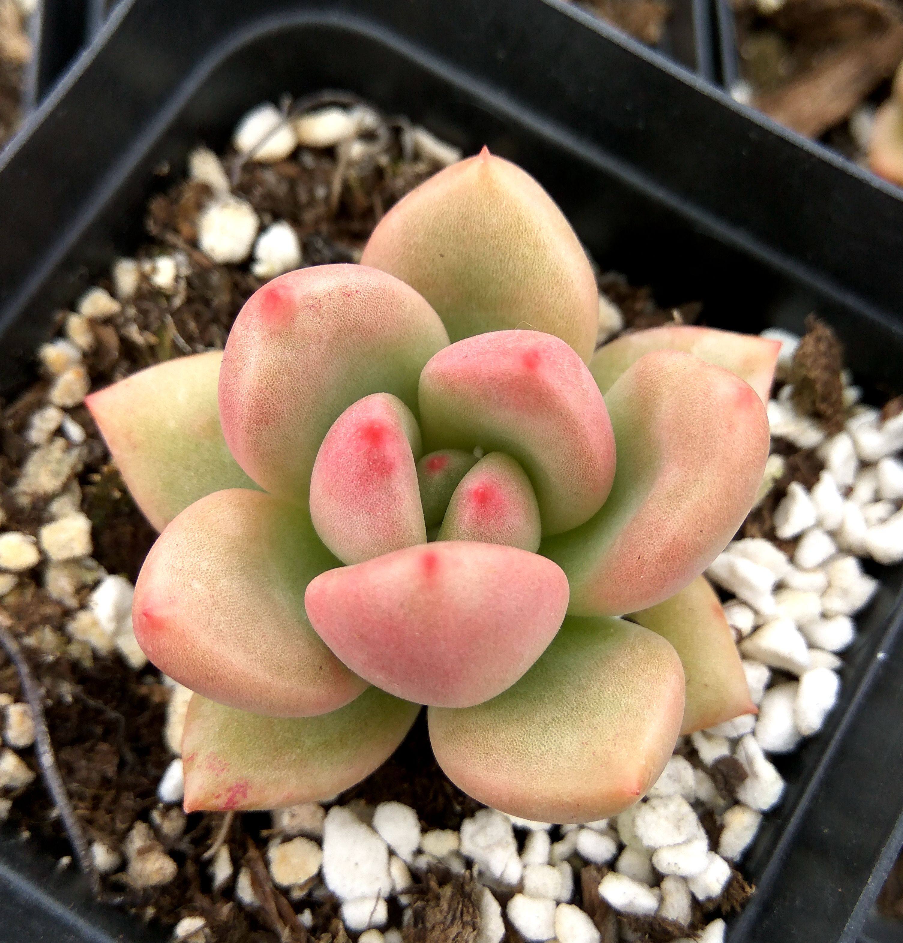 热销奶油鳄梨多肉