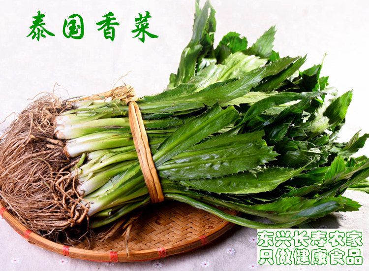 包邮 泰国香菜 新鲜芫茜 刺芹 芫西500克 泰式香料 假芫荽 大鹅蒂