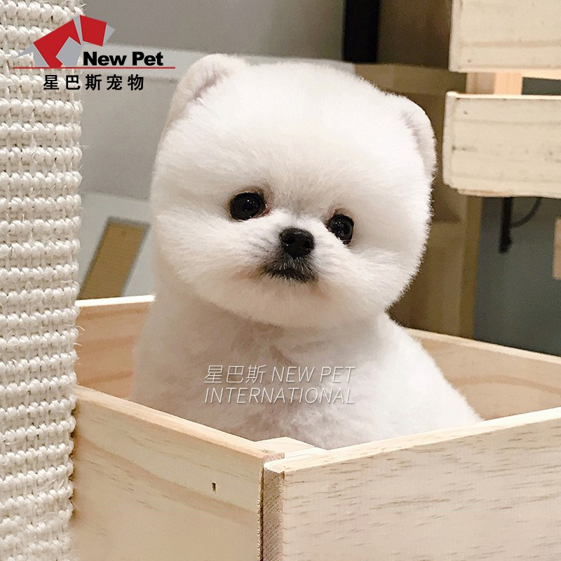 星巴斯纯种博美犬活体俊介犬白色小型比熊泰迪狗狗宠物茶杯犬幼犬