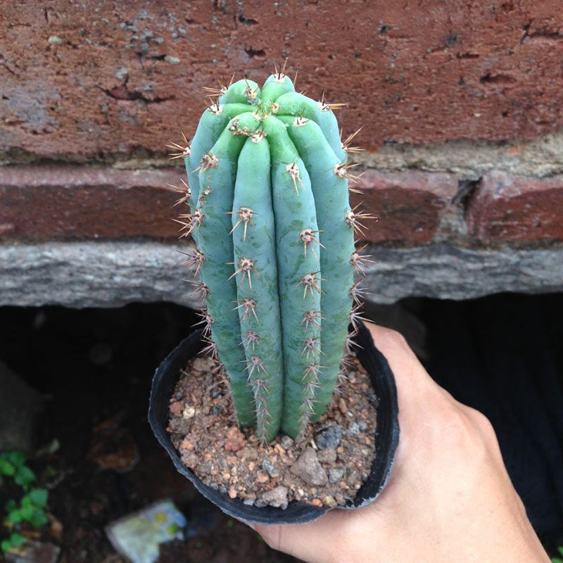 三只蝴蝶-【多闻柱】仙人柱优良耐寒砧木抗病虫害能力强盆栽无根