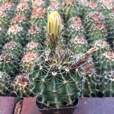 实生仙人球龙王丸左右旋开黄花多肉植物室内办公桌盆栽防辐射
