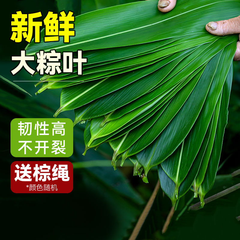 包粽子的叶子粽子叶新鲜大特大商用子