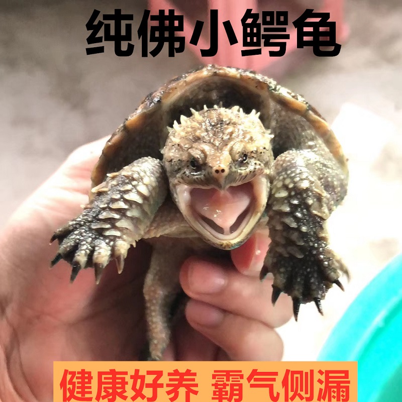 小鳄龟 爆刺佛鳄龟 宠物龟 风水龟 北美佛鳄 大鳄 鳄龟小活体