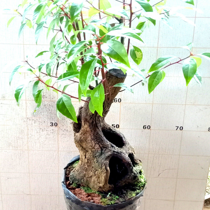 室内一物一拍下高山小叶香樟树盆景老桩造型根栽植好养活精品花苗