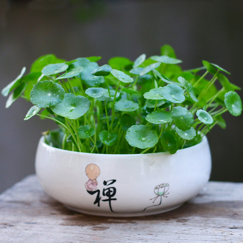 铜钱草金钱草室内水养花卉水培植物带盆绿植办公室发财四季好养活已售