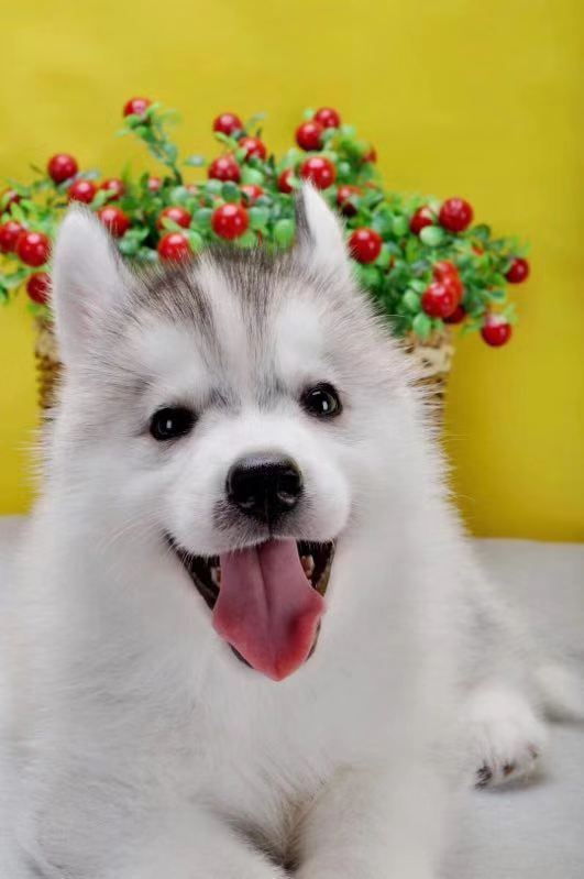 哈士奇河南开封出售血统纯种幼犬宠物狗活体烟灰狗狗